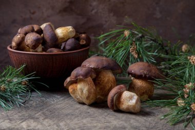 Sonbahar kompozisyonu boletus badius, imleria badia ya da bay bolete ve mantarlı kil kasesi eski ahşap arka planda yeşil çam ağacı dalı ile. Yenilebilir ve gözenekli mantarların kadife rengi kahverengi veya kestane rengi başlıkları vardır.
