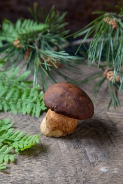Sonbahar kompozisyonu tek boletus badius, imleria badia ya da bay bolete eğreltiotu yeşili yaprak ve arkasında çam ağacı dalı olan klasik ahşap arka planda. Yenilebilir ve gözenekli mantarların kadife rengi kahverengi veya kestane rengi başlıkları vardır.