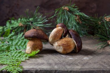 Birkaç Boletus badius, imleria badia ya da Bay bolete mantarlarının sonbahar kompozisyonu eski ahşap arka planda eğreltiotu yeşil yaprağı ve arkasında çam ağacı dalı ile birlikte. Yenilebilir ve gözenekli mantarların kadife rengi kahverengi veya kestane rengi başlıkları vardır.