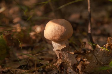 Sonbahar ormanlarında düşen yapraklar, çimenler ve yosunlar arasında büyüyen yenilebilir orman mantarı kahverengi kapak boletus 'un yakın görüntüsü. Yenebilir orman mantarları..