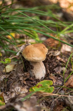 Boletus edulis (cep, porcino veya kral bolete, genellikle Porcini mantarı olarak bilinir), sonbahar mevsiminde orman zemininde yosun, yeşil çimen ve düşen yapraklar arasında yetişir.