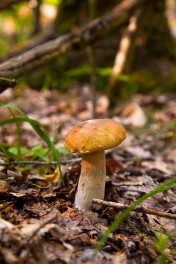 Boletus edulis (cep, porcino veya kral bolete, genellikle Porcini mantarı olarak bilinir), sonbahar mevsiminde orman zemininde yosun, yeşil çimen ve düşen yapraklar arasında yetişir.
