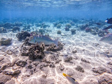 Mercan resifinde suyun altında Lethrinus Nebulosus olarak bilinen tropik İspanyol İmparator Balığı. Mercanlar ve tropikal balıklarla dolu su altı yaşamı. Kızıl Deniz 'deki Mercan Resifi, Mısır