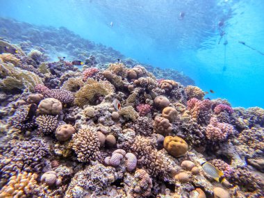 Sualtı panoramik mercan resifleri tropikal balıklar, deniz yosunları ve Mısır 'daki mercanlar. Acropora gemmifera ve Hood mercanı ya da Pürüzsüz karnabahar mercanı (Stylophora pistillata), Lobophyllia hemprichii, Acropora hemprichii veya Pristine Stag