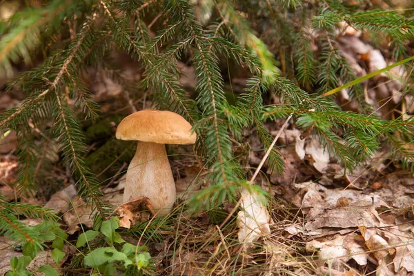 Vahşi doğada Boletus mantarı. Porcini mantarı (Sepet, porcino veya kral bolete, genellikle boletus edulis olarak bilinir) bir sonbahar çam ağacı ormanında yetişir.