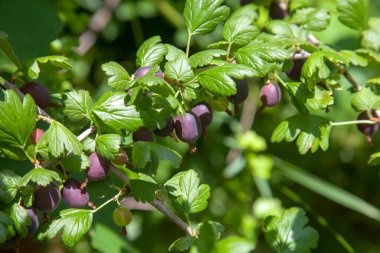 View to gooseberries on a branch of gooseberry bush in the garden. Close up view of the organic gooseberry berries hangs on a branch under the leaves.