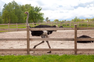 Devekuşu - Struth io camelus, Afrika 'nın büyük bölgelerine özgü, uzun güçlü bacakları, uzun boynu ve küçük kafası olan, yaşayan en büyük kuş türüdür. Devekuşlarının çiftleşmesi, organik tarım kavramı.
