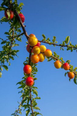 Mirabelle eriği (ayrıca Mirabelle eriği veya kiraz eriği olarak da bilinir), erik ağacından oluşan bir erik grubudur. Olgun kırmızı kiraz eriği meyveli dallar. Meyve bahçesinde yetişen kiraz ağacı