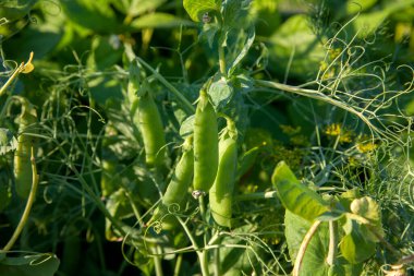 Bahçedeki bezelye bitkisinin üzerindeki parlak yeşil bezelye kabukları. Bezelye yetiştiriyorum. Sebze bahçesinde çiçek ve kabuklu taze bezelyelerin yakın görüntüsü.