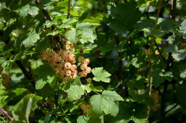 White currant berries grow on a bush in sunny garden. White currants plantation in summer orchard. Harvesting on farm or in garden