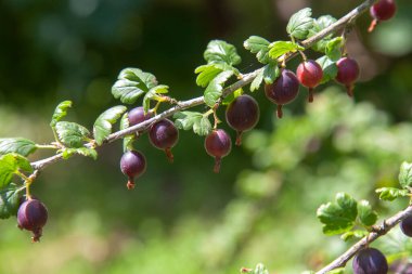 View to gooseberries on a branch of gooseberry bush in the garden. Close up view of the organic gooseberry berries hangs on a branch under the leaves.