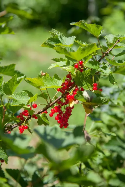 Red currant berries grow on a bush in sunny garden. Red currants plantation in summer orchard. Red currant berries in sunny garden