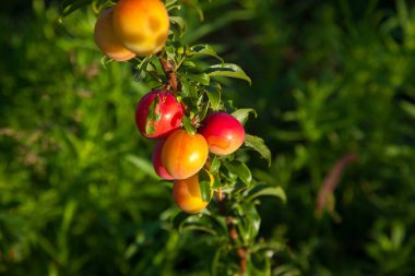 Mirabelle eriği (ayrıca Mirabelle eriği veya kiraz eriği olarak da bilinir), erik ağacından oluşan bir erik grubudur. Olgun kırmızı kiraz eriği meyveli dallar. Meyve bahçesinde yetişen kiraz ağacı