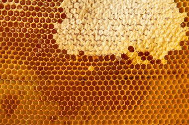 Tatlı ballı bal peteği. Tatlı ballı arı kovanından alınan sarı bal peteği. Arı balı toplanmış güzel sarı bal peteğinde