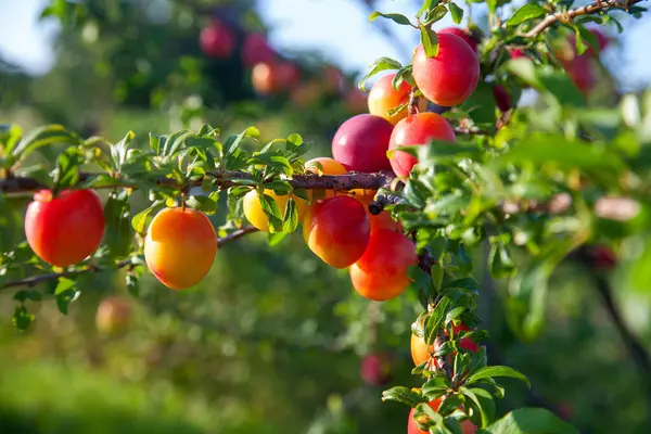 Mirabelle eriği (ayrıca Mirabelle eriği veya kiraz eriği olarak da bilinir), erik ağacından oluşan bir erik grubudur. Olgun kırmızı kiraz eriği meyveli dallar. Meyve bahçesinde yetişen kiraz ağacı