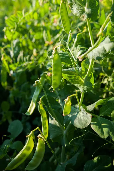 Bahçedeki bezelye bitkisinin üzerindeki parlak yeşil bezelye kabukları. Bezelye yetiştiriyorum. Sebze bahçesinde çiçek ve kabuklu taze bezelyelerin yakın görüntüsü.