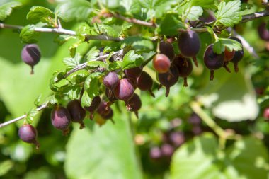 View to gooseberries on a branch of gooseberry bush in the garden. Close up view of the organic gooseberry berries hangs on a branch under the leaves.