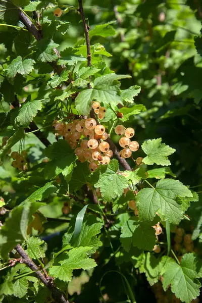 White currant berries grow on a bush in sunny garden. White currants plantation in summer orchard. Harvesting on farm or in garden