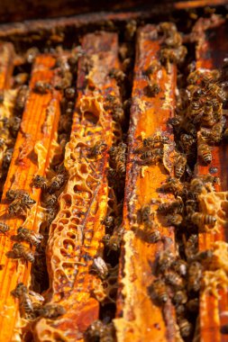 Arı kovanının çerçeveleri. Bal arılarının oluşturduğu çerçeveleri gösteren açılan kovan gövdesinin yakından görünümü