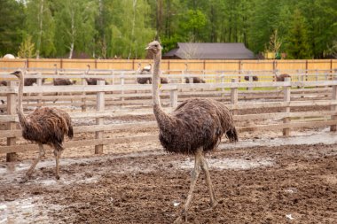 Devekuşu - Struth io camelus, Afrika 'nın büyük bölgelerine özgü, uzun güçlü bacakları, uzun boynu ve küçük kafası olan, yaşayan en büyük kuş türüdür. Devekuşlarının çiftleşmesi, organik tarım kavramı.
