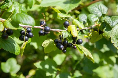Olgun böğürtlen ve yapraklarla kaplı siyah frenk üzümü çalıları bulanık doğal yeşil arka planda. Çiftlikte ya da bahçede hasat.