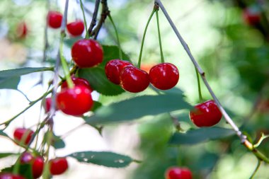 Çilek dalda. Bahçesinde yeşil yapraklar olan ağaç dalında kırmızı kiraz çileği. Çiftçi bahçesinde yaz mevsiminde olgunlaşan açık kırmızı kirazlar. Çiftlikte ya da bahçede hasat.