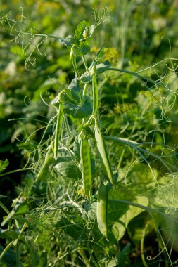 Bahçedeki bezelye bitkisinin üzerindeki parlak yeşil bezelye kabukları. Bezelye yetiştiriyorum. Sebze bahçesinde çiçek ve kabuklu taze bezelyelerin yakın görüntüsü.