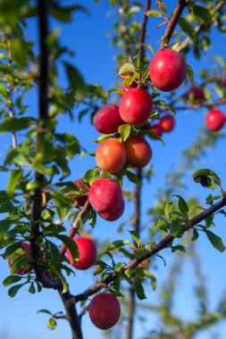 Mirabelle eriği (ayrıca Mirabelle eriği veya kiraz eriği olarak da bilinir), erik ağacından oluşan bir erik grubudur. Olgun kırmızı kiraz eriği meyveli dallar. Meyve bahçesinde yetişen kiraz ağacı
