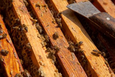 Arı kovanının çerçeveleri. Bal arılarının oluşturduğu çerçeveleri gösteren açılan kovan gövdesinin yakından görünümü