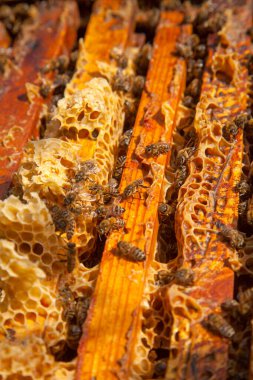 Arı kovanının çerçeveleri. Bal arılarının oluşturduğu çerçeveleri gösteren açılan kovan gövdesinin yakından görünümü