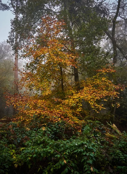 Herfst Kleuren Hertfordshire — Stockfoto