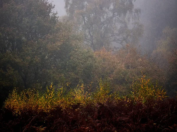 Hertfordshire Ngiltere Sonbahar Renkleri — Stok fotoğraf