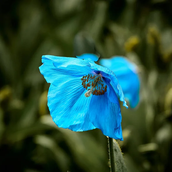 stock image A beautiful blue flower in Springtime. from SW & E China