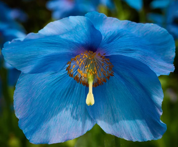 Kaunis Sininen Kukka Keväisin Alkaen Kiina — kuvapankkivalokuva