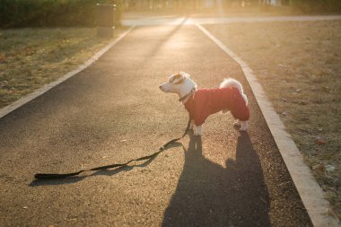 Sonbahar parkında yürüyen takım elbiseli şirin Jack Russell 'ın yakın plan portresi. Yavru köpek süveter giyiyor.