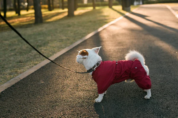 Nahaufnahme Porträt Des Niedlichen Jack Russell Hundes Anzug Der Herbstlichen — Stockfoto