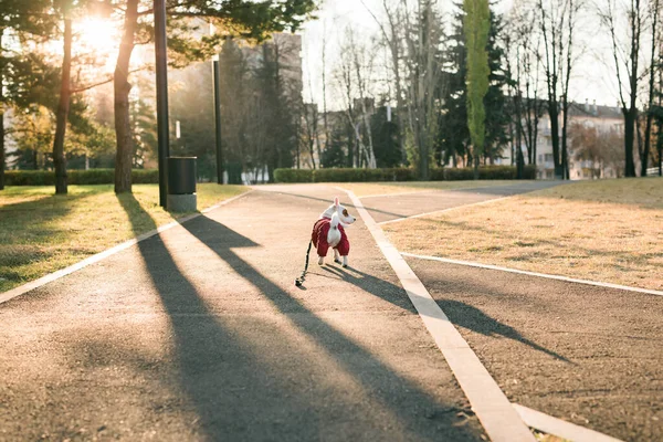 Närbild Porträtt Söta Jack Russell Hund Kostym Promenader Höstparken Valp — Stockfoto