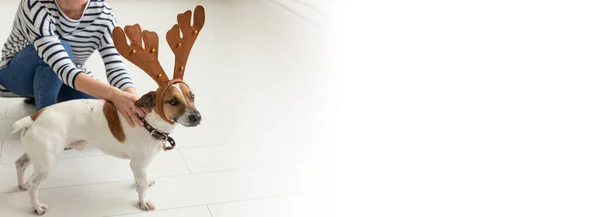 Haustier Menschen Konzept Junge Frau Spielt Mit Jack Russell Einem — Stockfoto