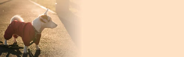Retrato Close Cão Bonito Jack Russell Terno Andando Parque Outono — Fotografia de Stock