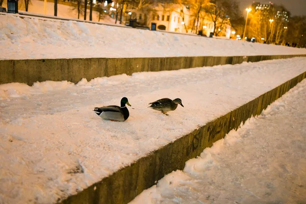 Birds Animals Wildlife Winter Concept Canards Sur Neige Nuit Avec — Photo