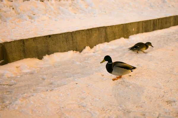 Pássaros Animais Conceito Inverno Vida Selvagem Patos Neve Noite Com — Fotografia de Stock
