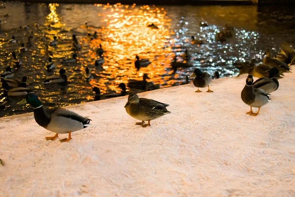 Retrato Inverno Pato Parque Público Inverno Pássaros Pato Estão Sentados — Fotografia de Stock