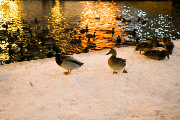 Retrato Inverno Pato Parque Público Inverno Pássaros Pato Estão Sentados — Fotografia de Stock