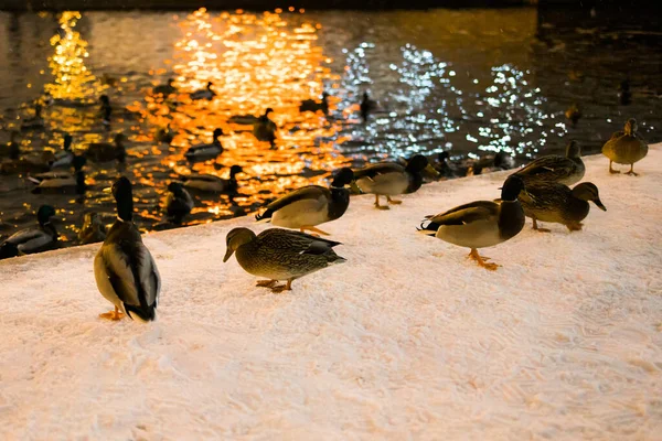 Pássaros Animais Conceito Inverno Vida Selvagem Patos Neve Noite Com — Fotografia de Stock