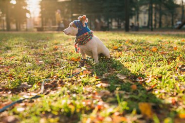 Sonbahar parkında yürüyen takım elbiseli şirin Jack Russell 'ın yakın plan portresi. Yavru köpek süveter giyiyor.