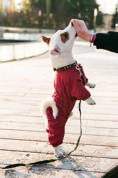 Junge Frau Trainiert Ihren Kleinen Rüden Jack Russell Terrier Draußen — Stockfoto