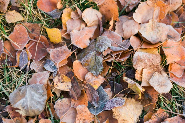 Мороз Опавших Листьях Поздней Осенью Ранней Зимой Мороз Траве Первый — стоковое фото