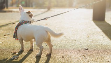 Sonbahar parkında yürüyen takım elbiseli şirin Jack Russell 'ın yakın plan portresi. Yavru köpek süveter giyiyor.