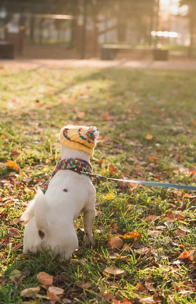 Sonbahar Parkında Yürüyen Takım Elbiseli Şirin Jack Russell Yakın Plan — Stok fotoğraf