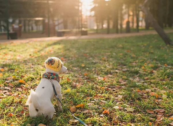 Nahaufnahme Porträt Des Niedlichen Jack Russell Hundes Anzug Der Herbstlichen — Stockfoto
